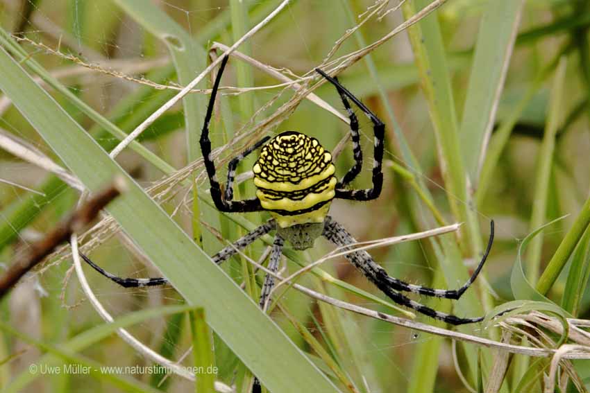 Wespenspinne, auch Zebraspinne, Tigerspinne Seidenbandspinne (Argiope bruennichi)