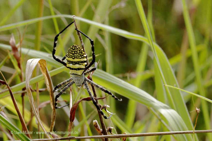 Wespenspinne, auch Zebraspinne, Tigerspinne Seidenbandspinne (Argiope bruennichi)