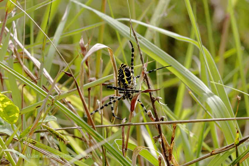 Wespenspinne, auch Zebraspinne, Tigerspinne Seidenbandspinne (Argiope bruennichi)