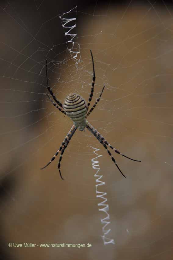 Wespenspinne, auch Zebraspinne, Tigerspinne Seidenbandspinne (Argiope bruennichi)