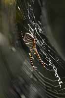 Wespenspinne, auch Zebraspinne, Tigerspinne, Seidenbandspinne (Argiope bruennichi)