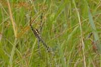 Wespenspinne, auch Zebraspinne, Tigerspinne, Seidenbandspinne (Argiope bruennichi)