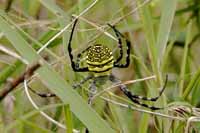 Wespenspinne, auch Zebraspinne, Tigerspinne, Seidenbandspinne (Argiope bruennichi)