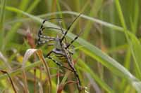 Wespenspinne, auch Zebraspinne, Tigerspinne, Seidenbandspinne (Argiope bruennichi)