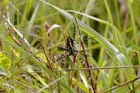 Wespenspinne, auch Zebraspinne, Tigerspinne, Seidenbandspinne (Argiope bruennichi)