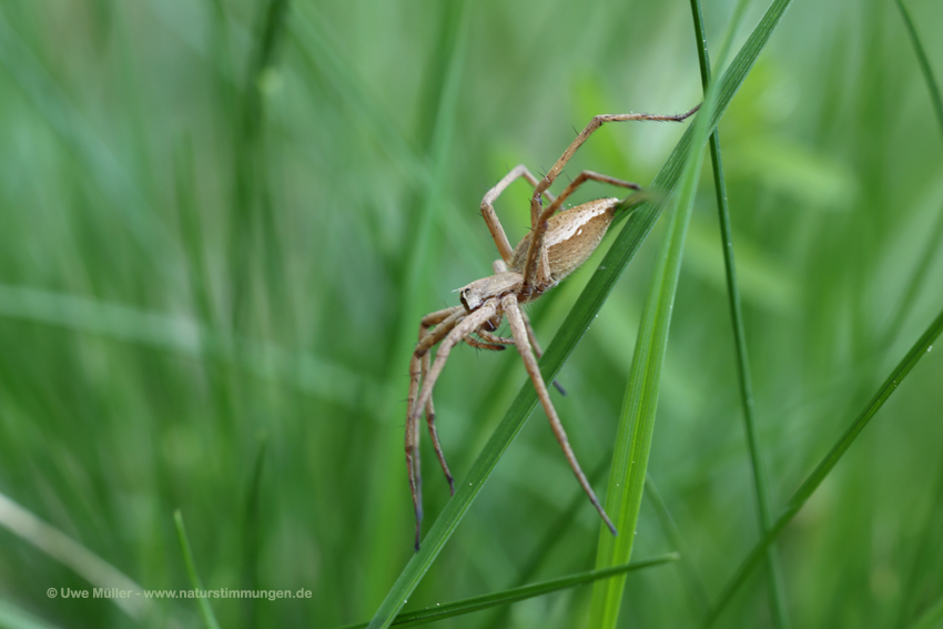 Listspinne (Pisaura mirabilis)