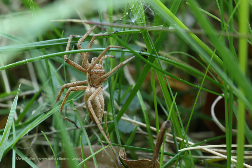 Listspinne (Pisaura mirabilis)