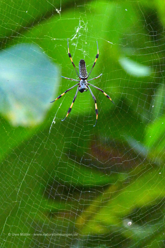 Goldene Seidenspinne (Trichonephila clavipes)