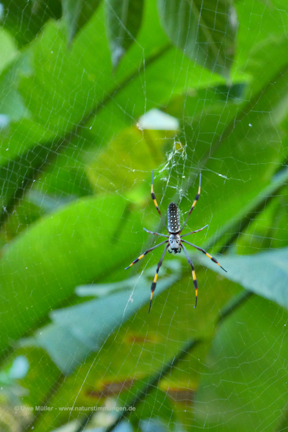 Goldene Seidenspinne (Trichonephila clavipes)