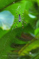 Goldene Seidenspinne (Trichonephila clavipes)