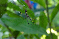 Goldene Seidenspinne (Trichonephila clavipes)