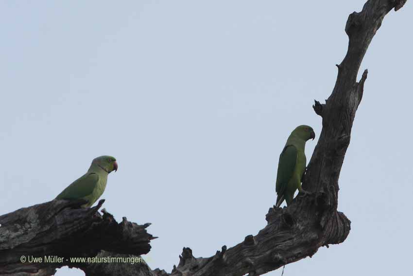 Halsbandsittich (Psittacula krameri)