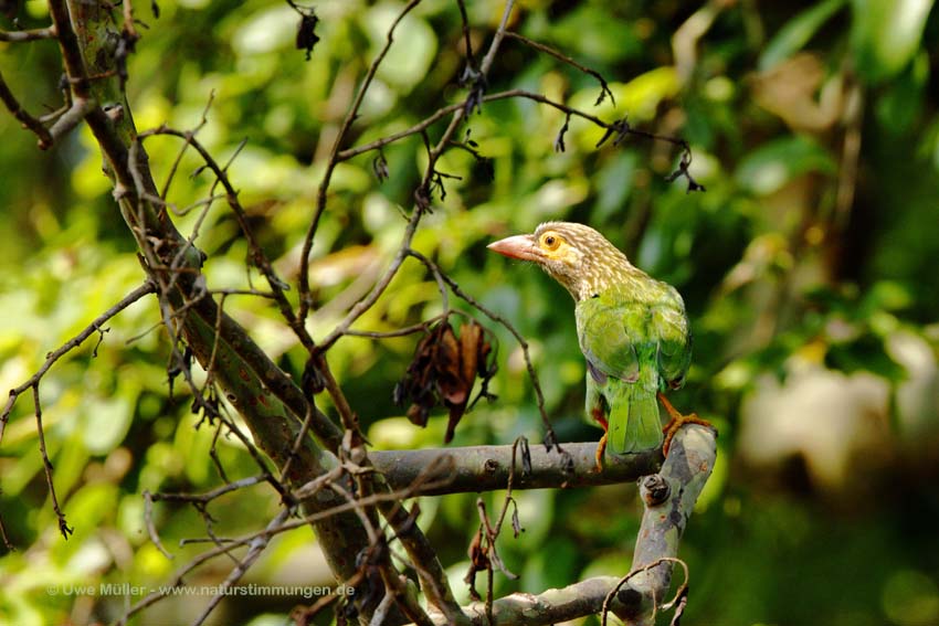 Braunkopf-Bartvogel (Psilopogon zeylanicus)