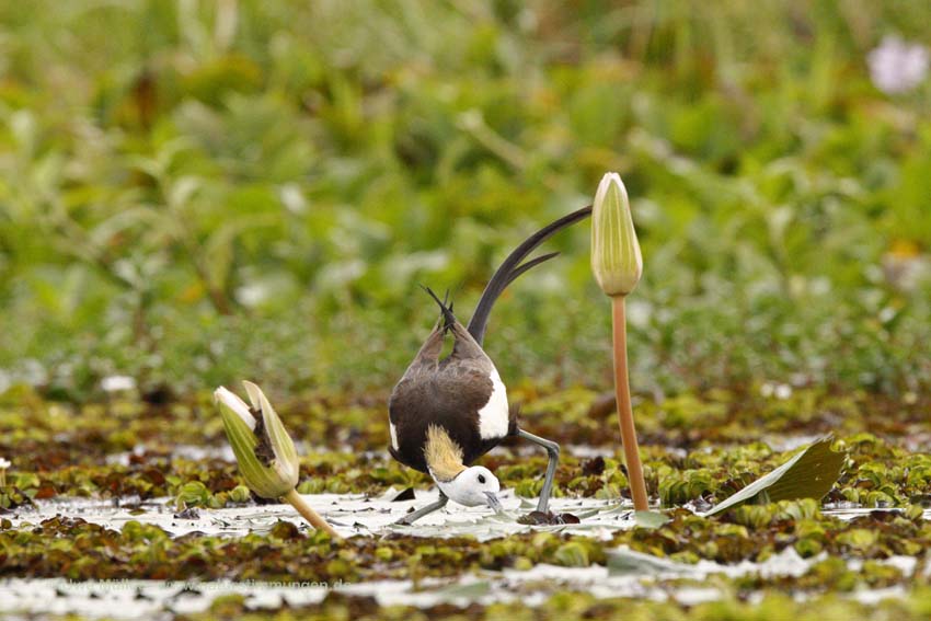 Fasanblatthühnchen (Hydrophasianus chirurgus)