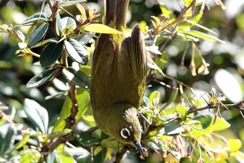 Ceylonbrillenvogel (Zosterops ceylonensis)