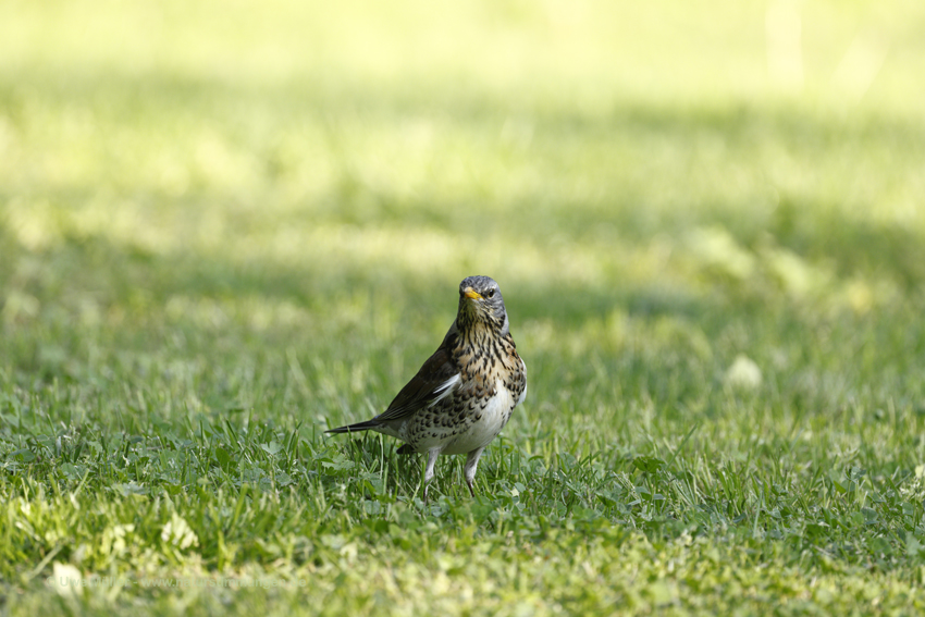 Wacholderdrossel (Turdus pilaris)