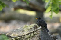 Amsel (Turdus merula)