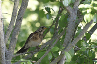 Wacholderdrossel (Turdus pilaris)