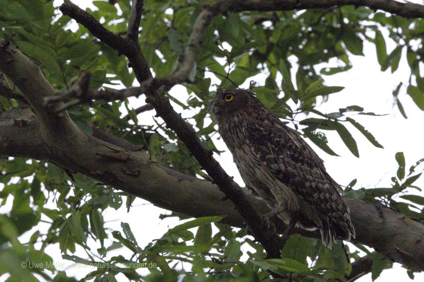 Wellenbrust-Fischuhu (Ketupa zeylonensis)