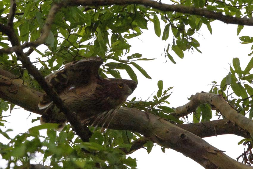 Wellenbrust-Fischuhu (Ketupa zeylonensis)