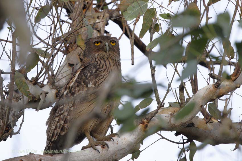 Wellenbrust-Fischuhu (Ketupa zeylonensis)