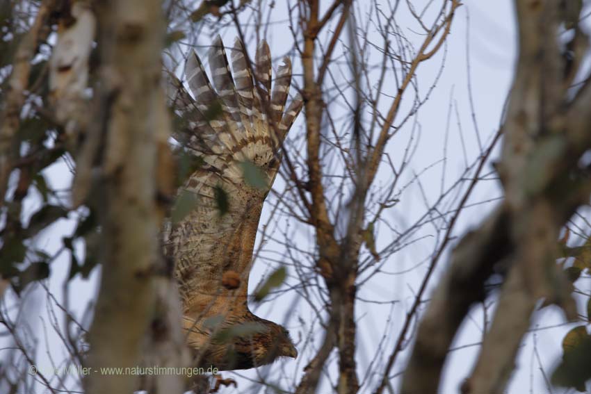 Wellenbrust-Fischuhu (Ketupa zeylonensis)