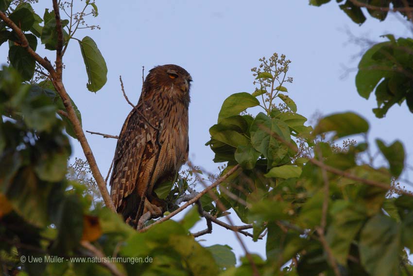 Wellenbrust-Fischuhu (Ketupa zeylonensis)