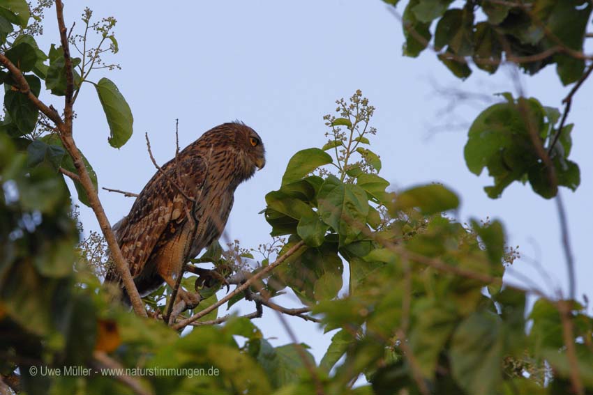 Wellenbrust-Fischuhu (Ketupa zeylonensis)