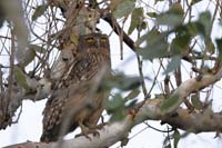 Wellenbrust-Fischuhu (Ketupa zeylonensis)