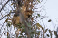 Wellenbrust-Fischuhu (Ketupa zeylonensis)