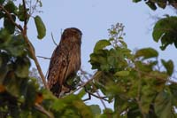 Wellenbrust-Fischuhu (Ketupa zeylonensis)