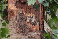 Waldkauz (Strix aluco)