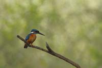 Eisvogel (Alcedo atthis)