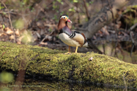 Mandarinente (Aix galericulata)