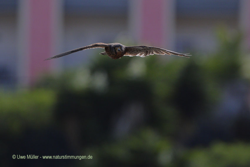 Rötelfalke (Falco naumanni)