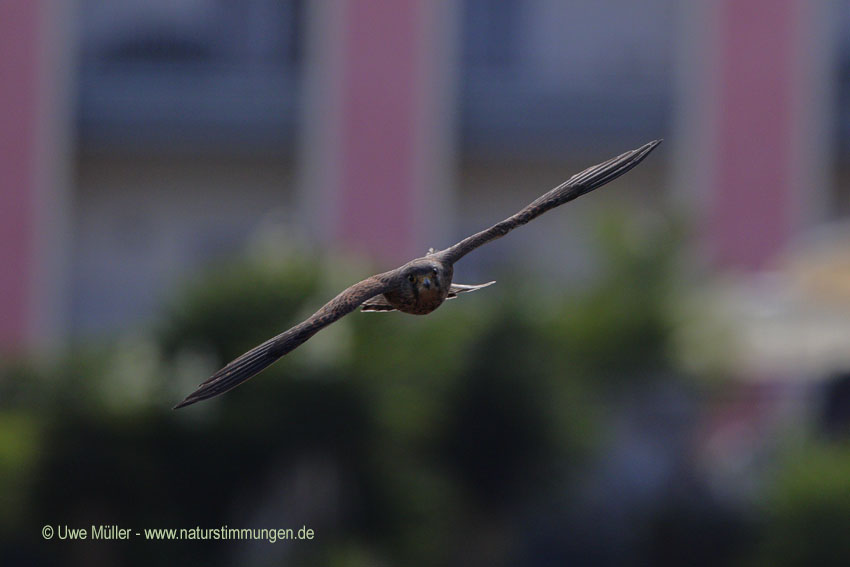 Rötelfalke (Falco naumanni)