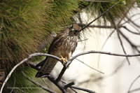 Rötelfalke (Falco naumanni)