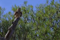 Rötelfalke (Falco naumanni)l