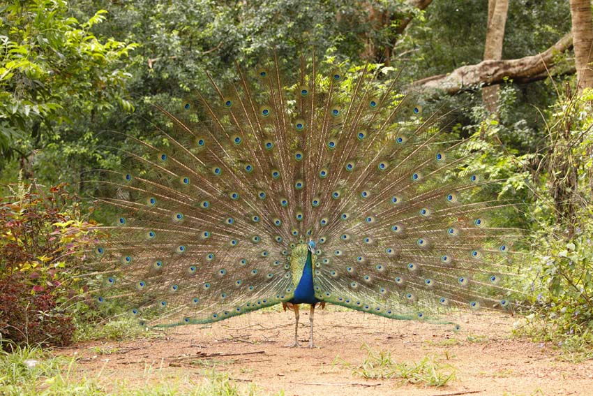 Blauer Pfau (Pavo cristatus)