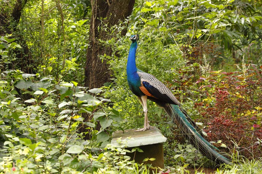 Blauer Pfau (Pavo cristatus)