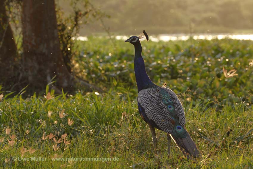 Blauer Pfau (Pavo cristatus)