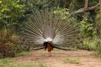 Blauer Pfau (Pavo cristatus)