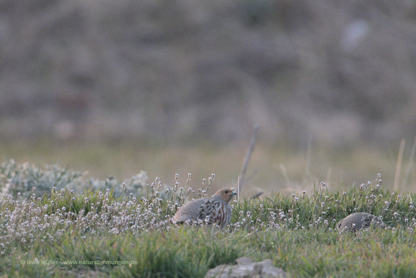 Rebhuhn (Perdix perdix)