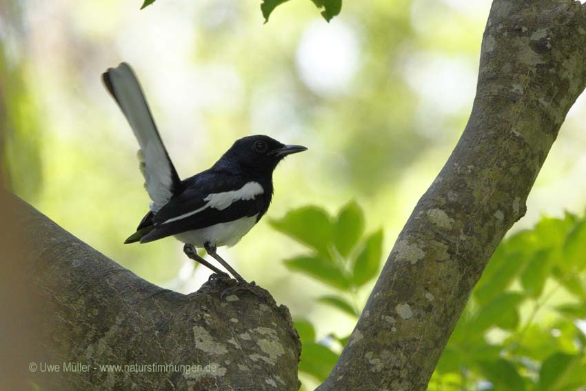 Dajaldrossel (Copsychus saularis)