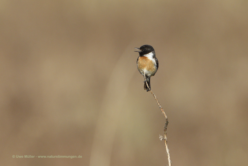 Schwarzkehlchen (Saxicola rubicola)