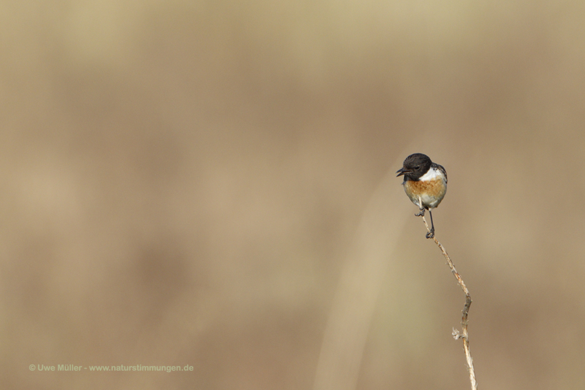 Schwarzkehlchen (Saxicola rubicola)