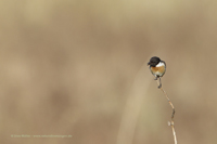 Schwarzkehlchen (Saxicola rubicola)