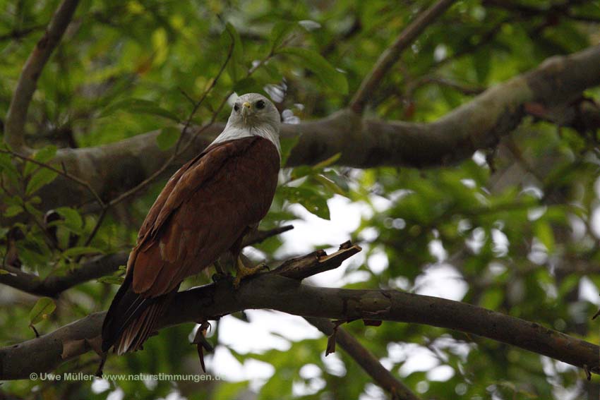 Brahminenweih (Haliastur indus)