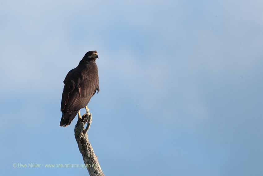 Schwarzbussard (Buteogallus urubitinga)