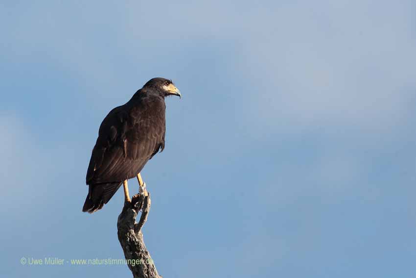 Schwarzbussard (Buteogallus urubitinga)